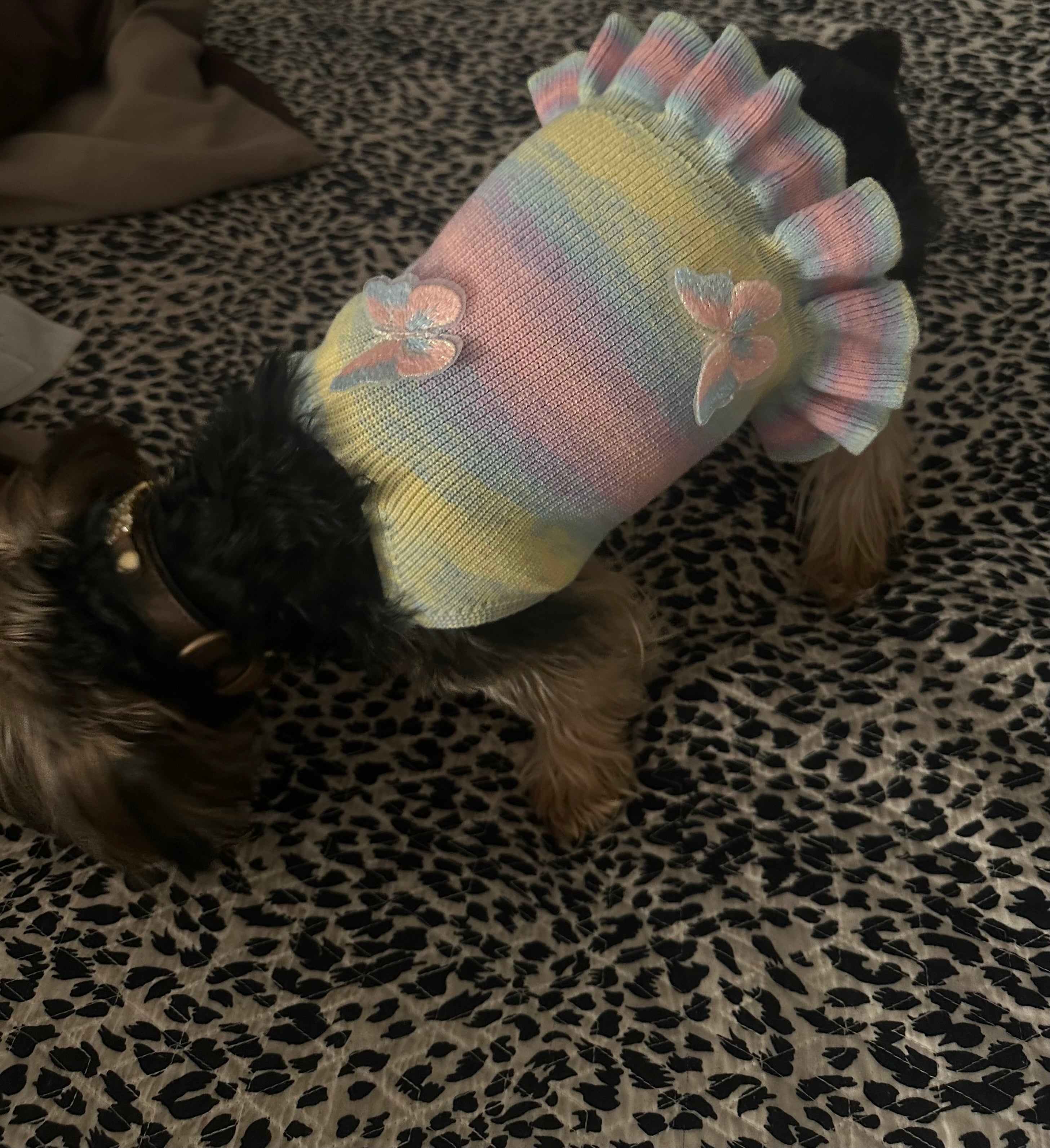 Gradient Butterfly Knit Dog Dress