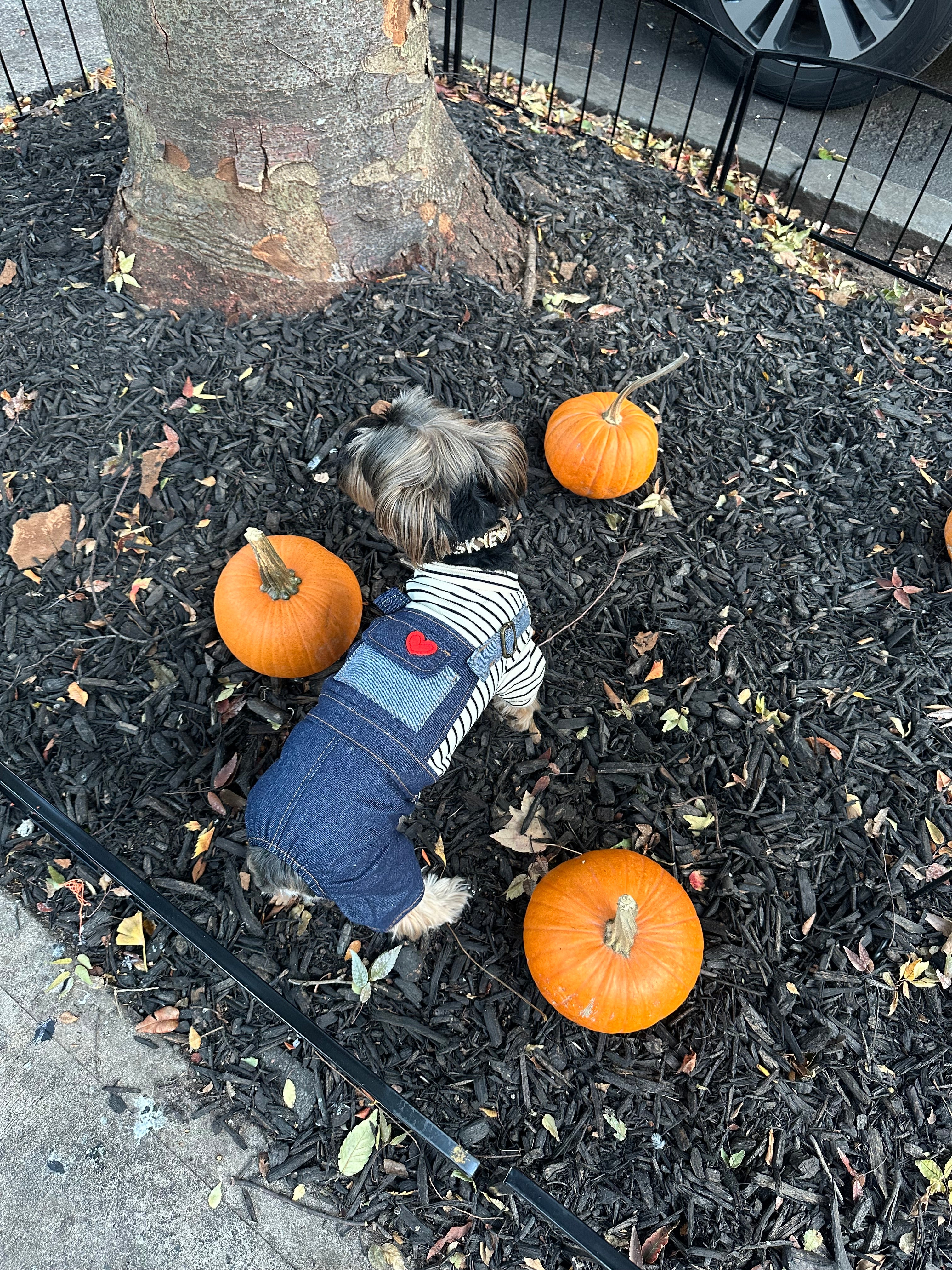 Love Pullover & Denim Overall