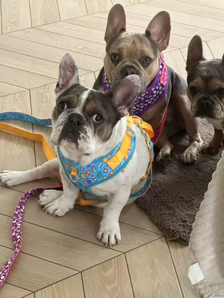 Luxe Love Pet Harness & Leash Set