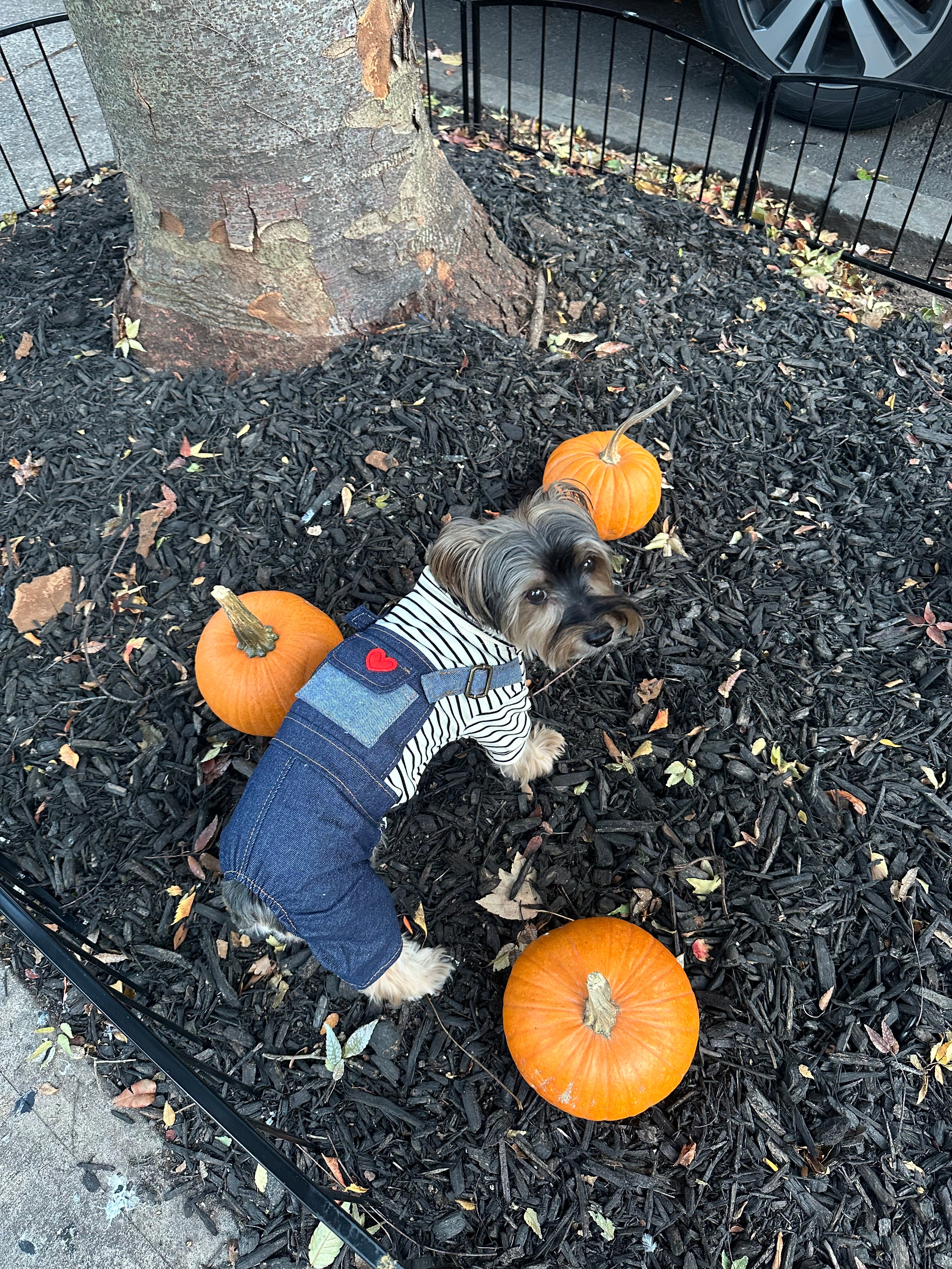 Love Pullover & Denim Overall