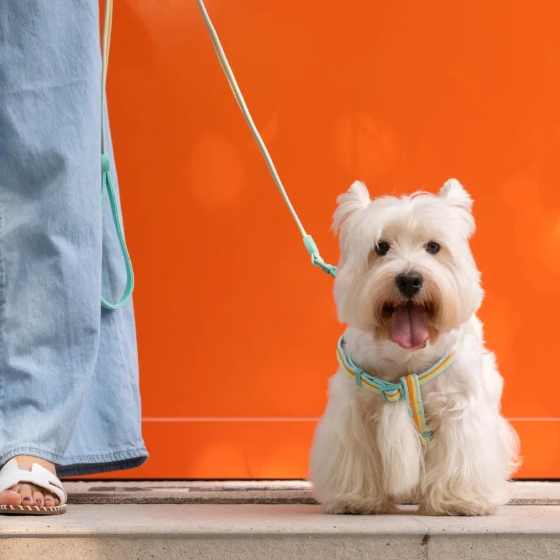Pastel Leash Set