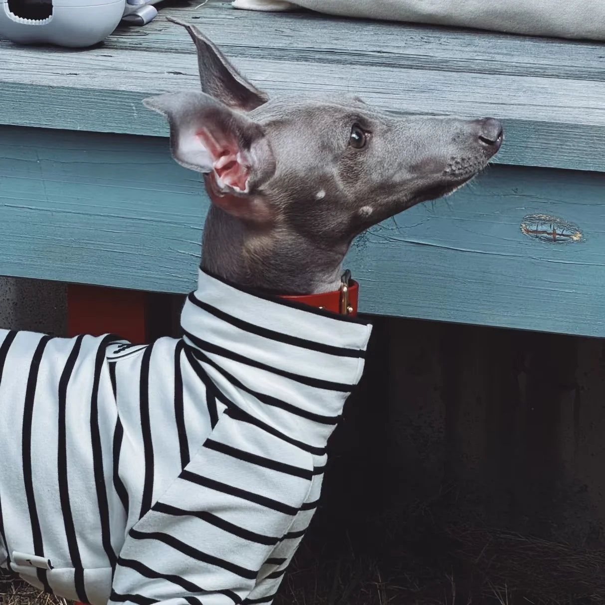 The Mono Stripe Turtleneck