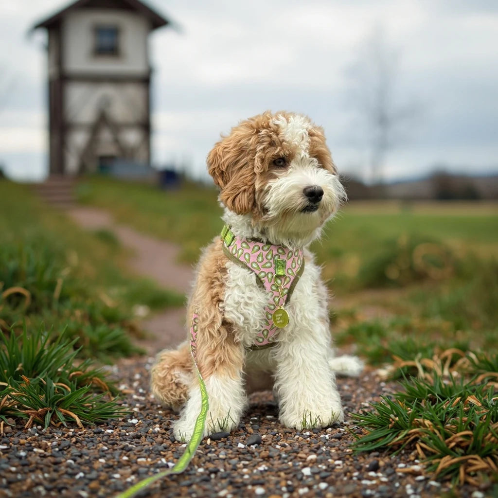 Luxe Love Pet Harness & Leash Set