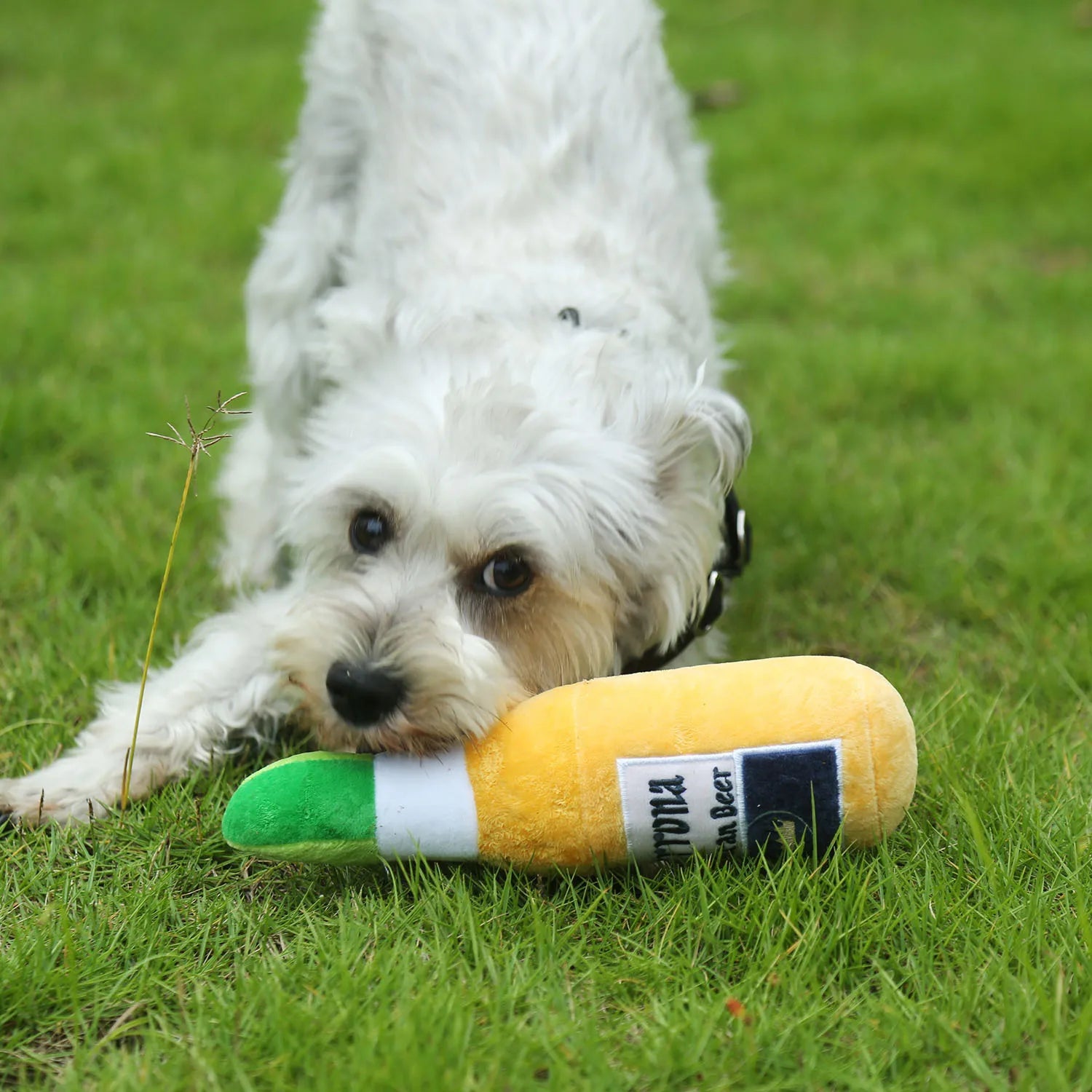 Pawrona Plush Beer Bottle Dog Toy