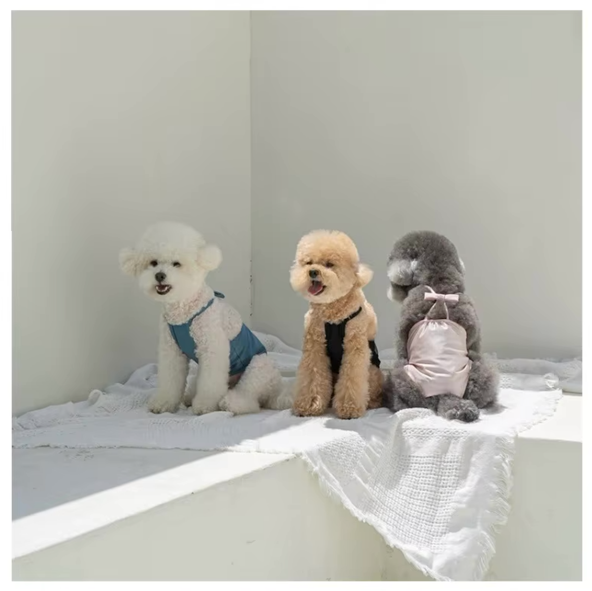 The Poolside Pup Swimsuit