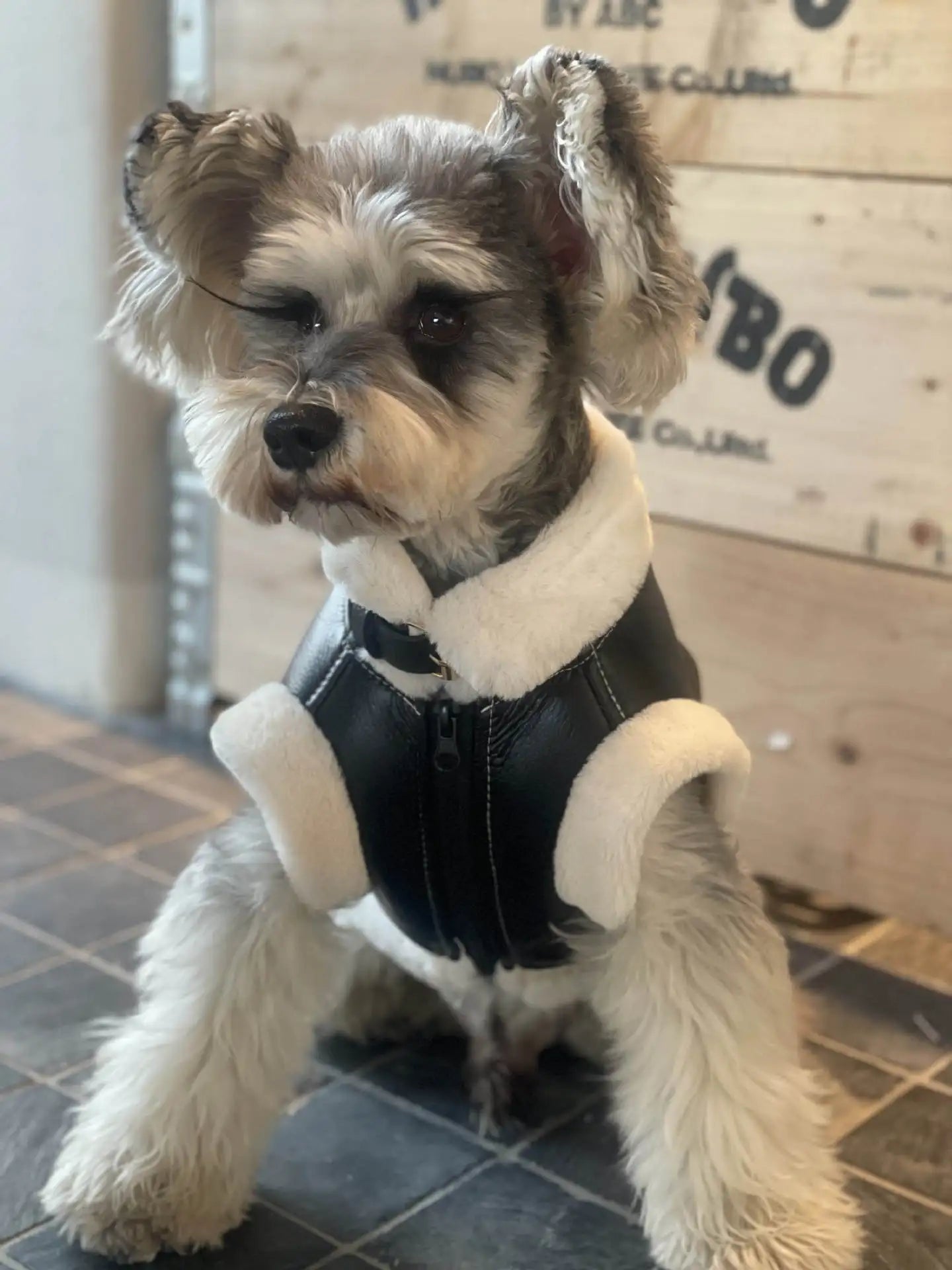 Faux Leather Dog Biker Jacket with Fur Trim