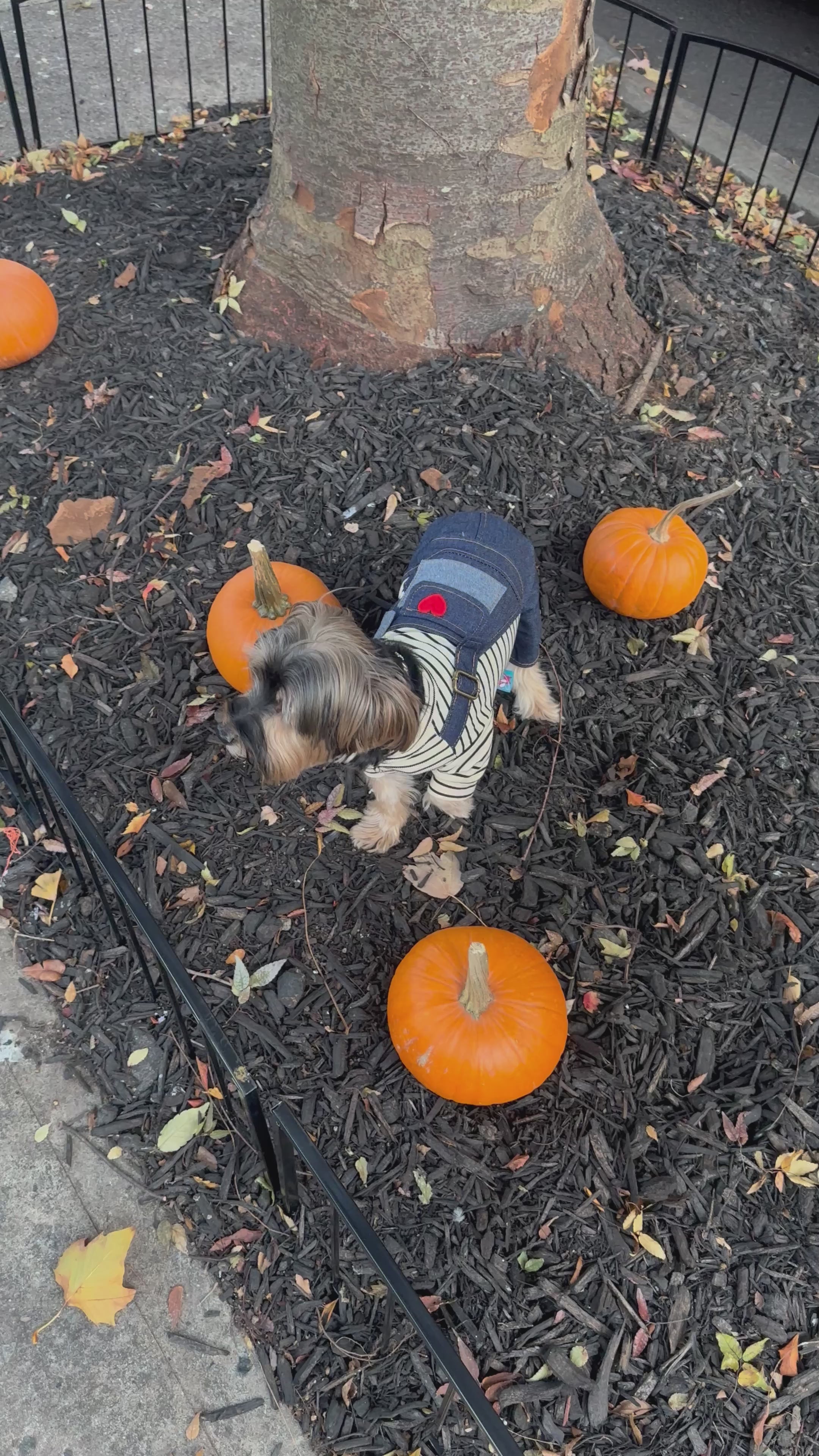 Love Pullover & Denim Overall