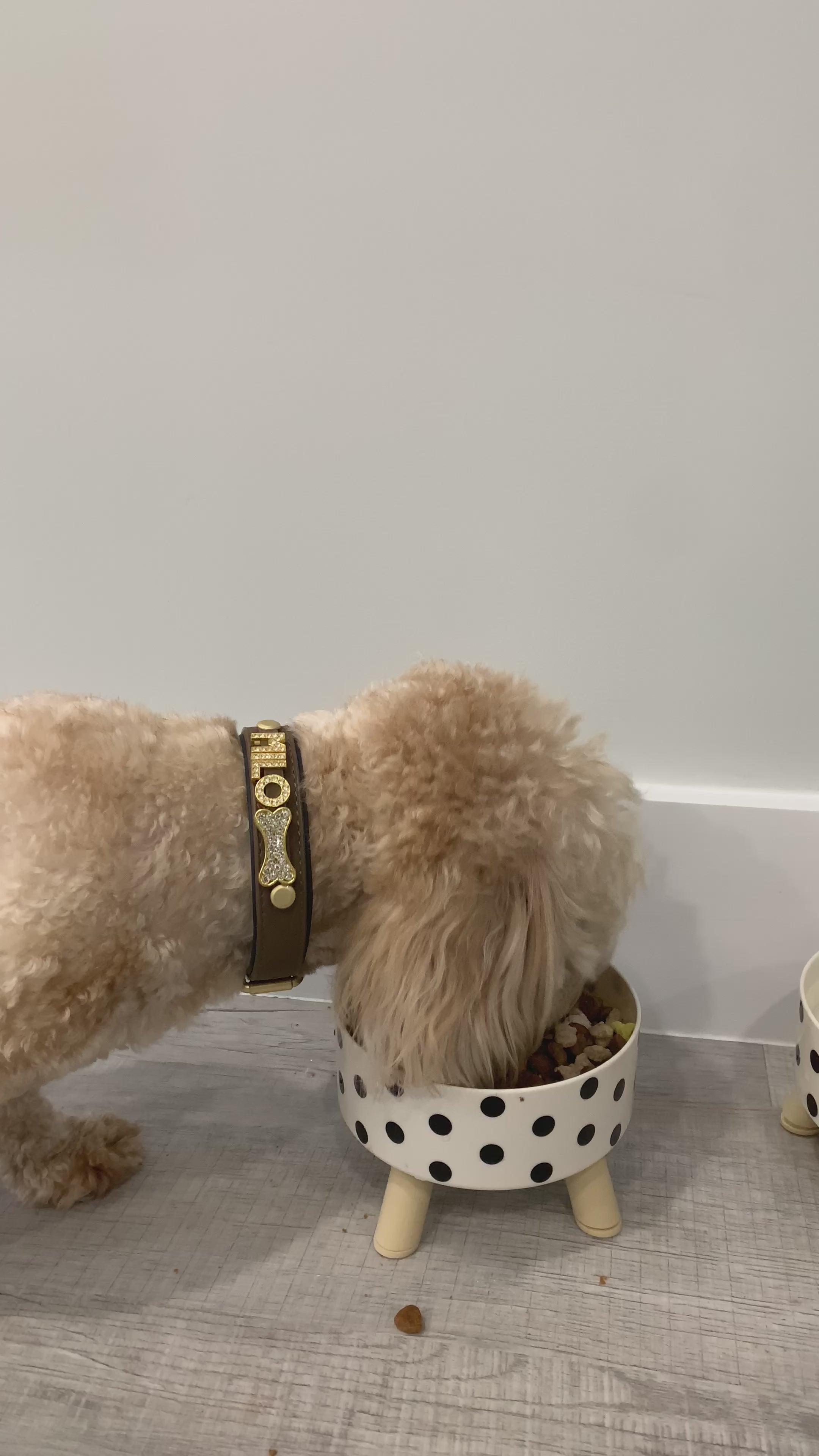 Checkerboard + PolkaDot Raised Feeder Bowl
